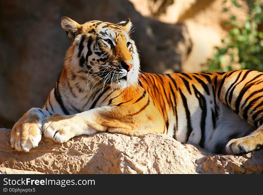 A digital image of a tiger in a zoo in Tenerife.