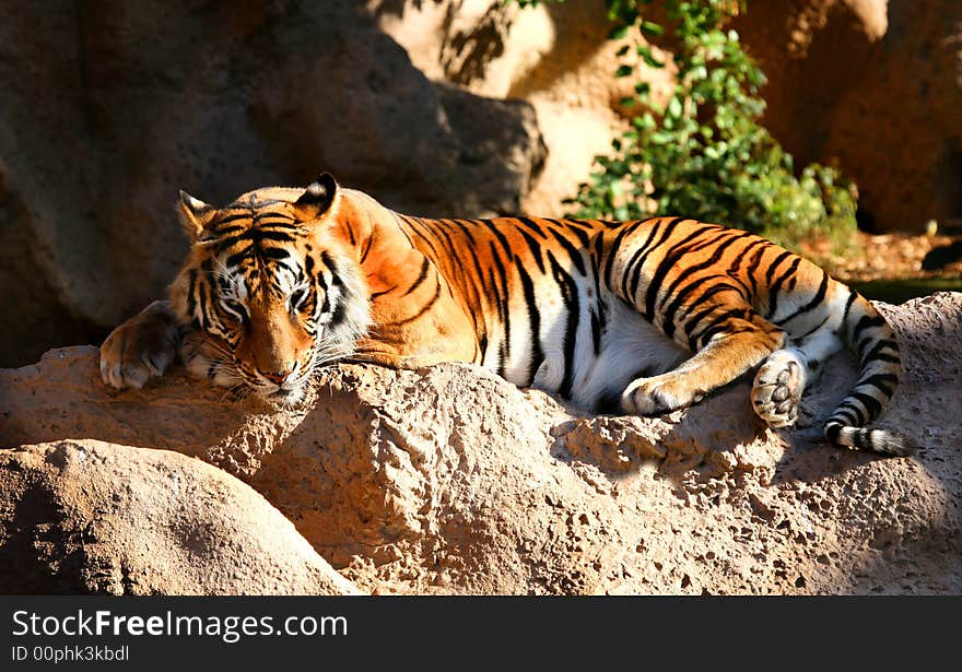 A digital image of a tiger in a zoo in Tenerife. A digital image of a tiger in a zoo in Tenerife.