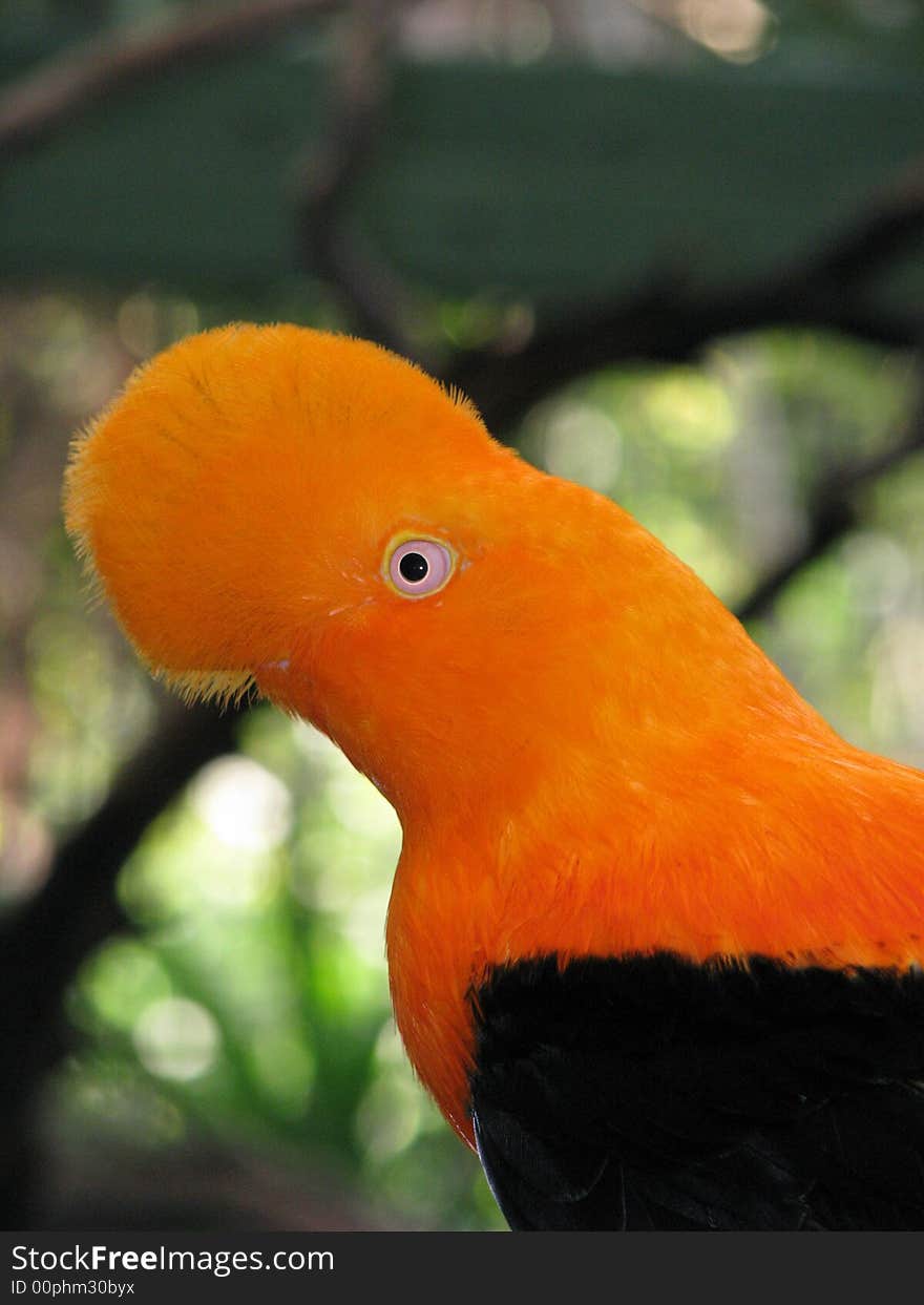 Black and orange exotic bird. Black and orange exotic bird