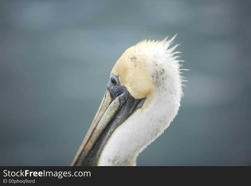 A pelican head with a blurred background