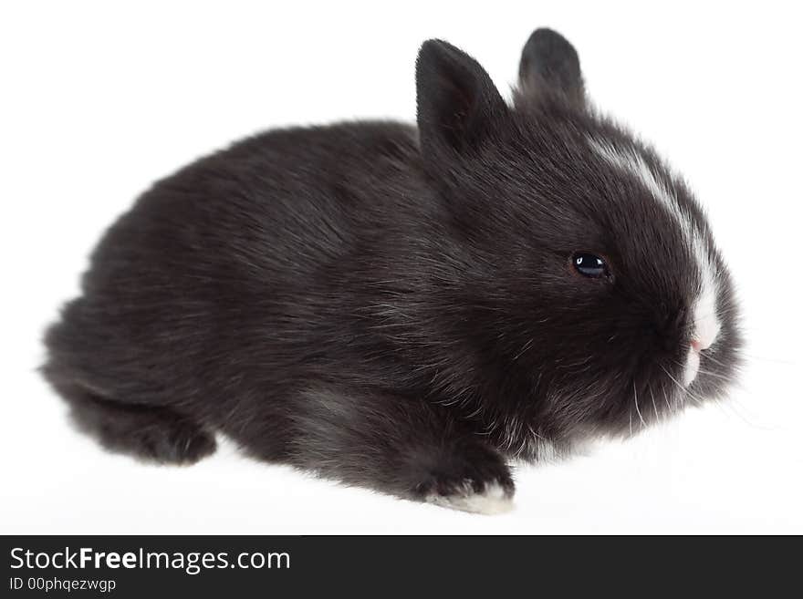 Black bunny looking right