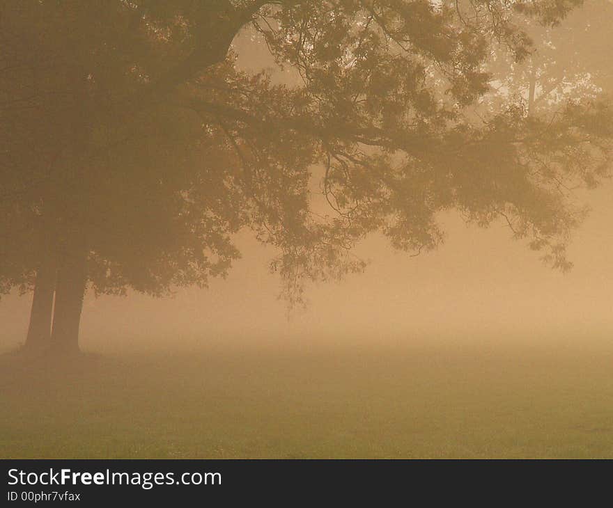 Morning Fog