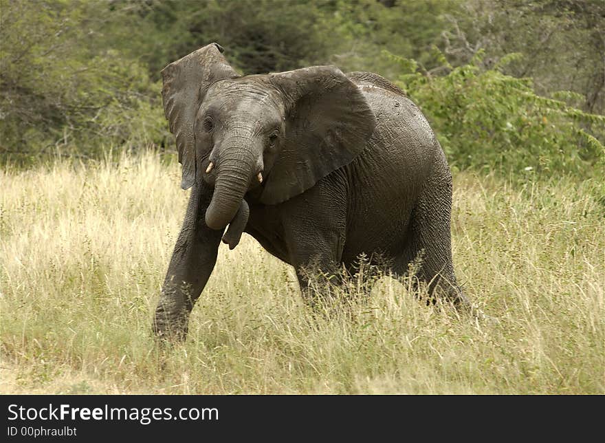 Angry teen elephant