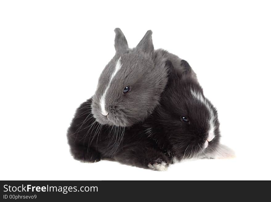 Two bunny, isolated