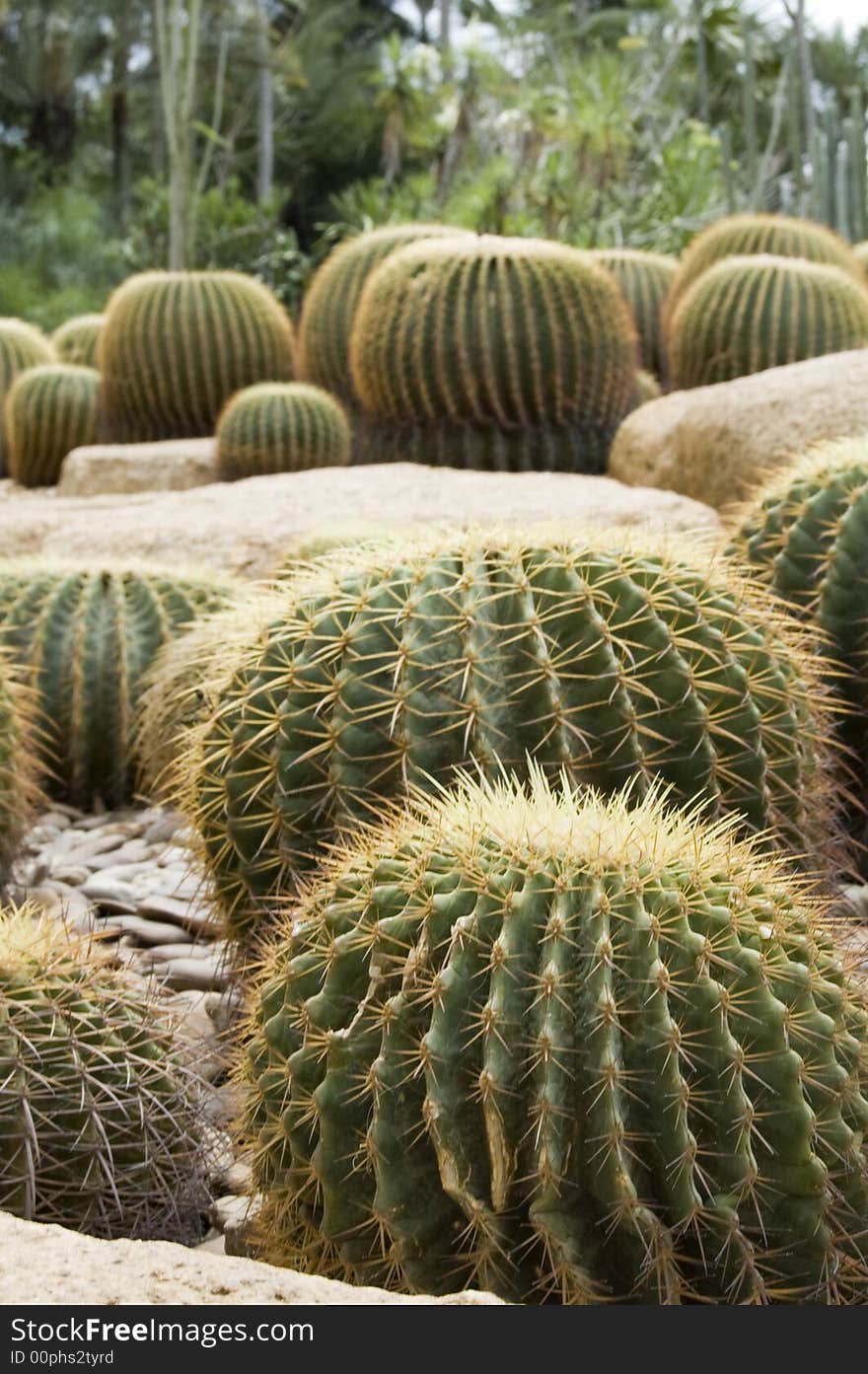 Group of cactuses