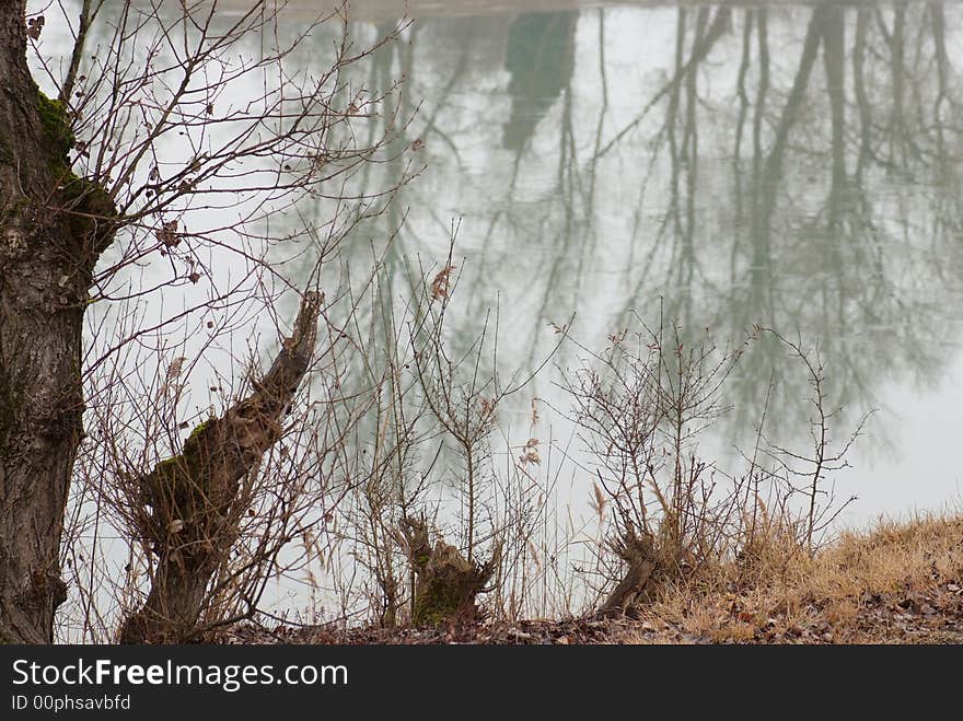 Tree reflection in a lake in winter. Tree reflection in a lake in winter