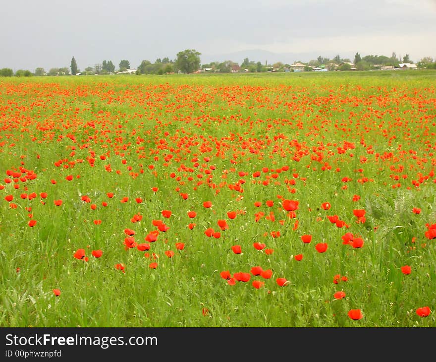 Poppy meadow with rainy clouds and little village at background