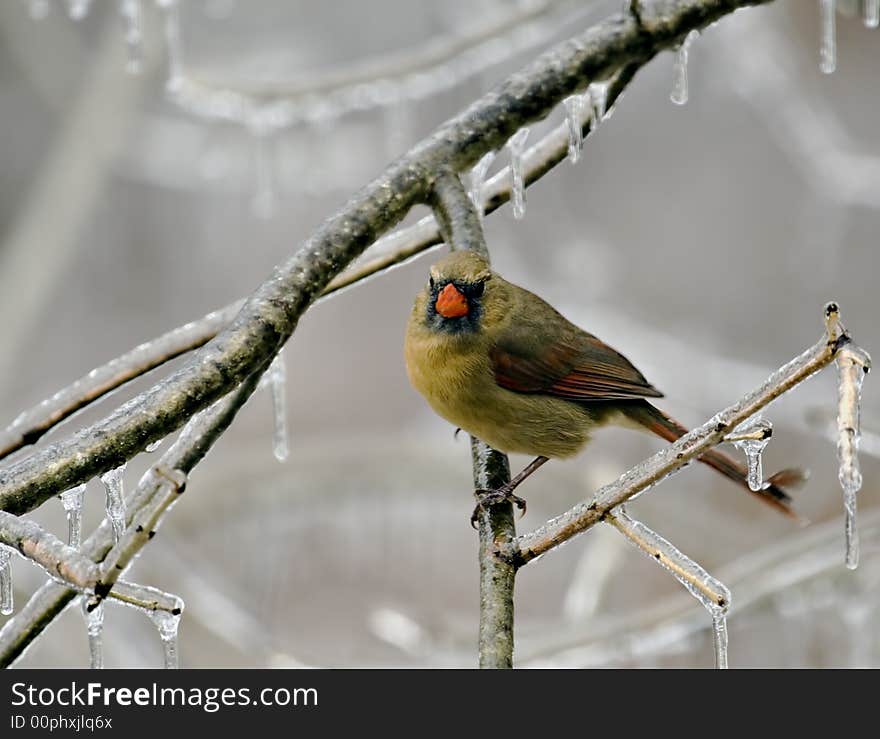 Female Cardinal