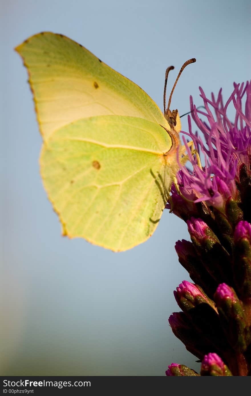 Detail sitting butterfly on the violet flower. Detail sitting butterfly on the violet flower