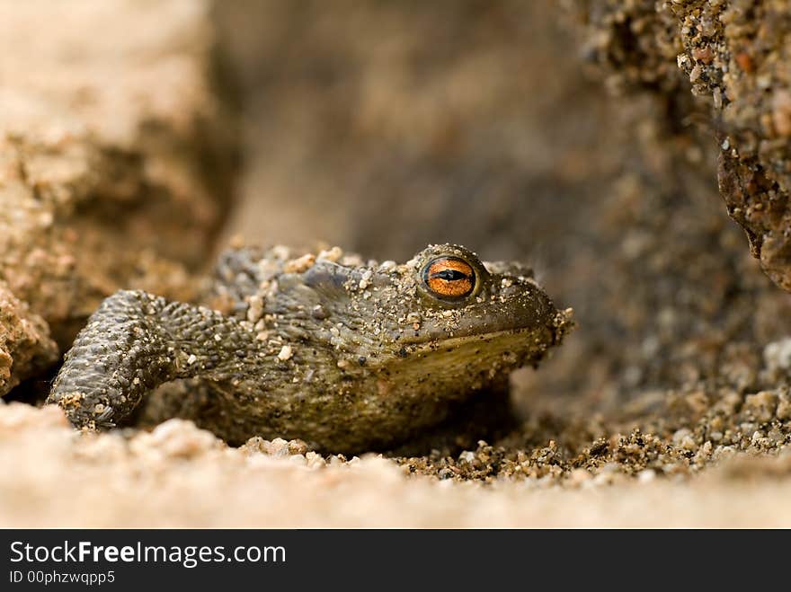 A close up detail of a toad