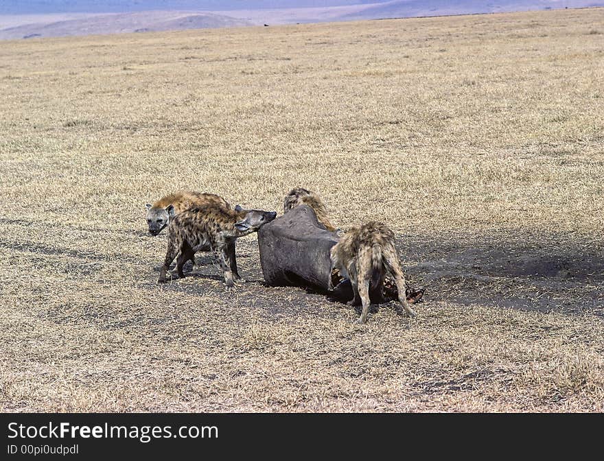 Hyenas devouring a rhinoceros in Amboselli preservation park, Kenya.