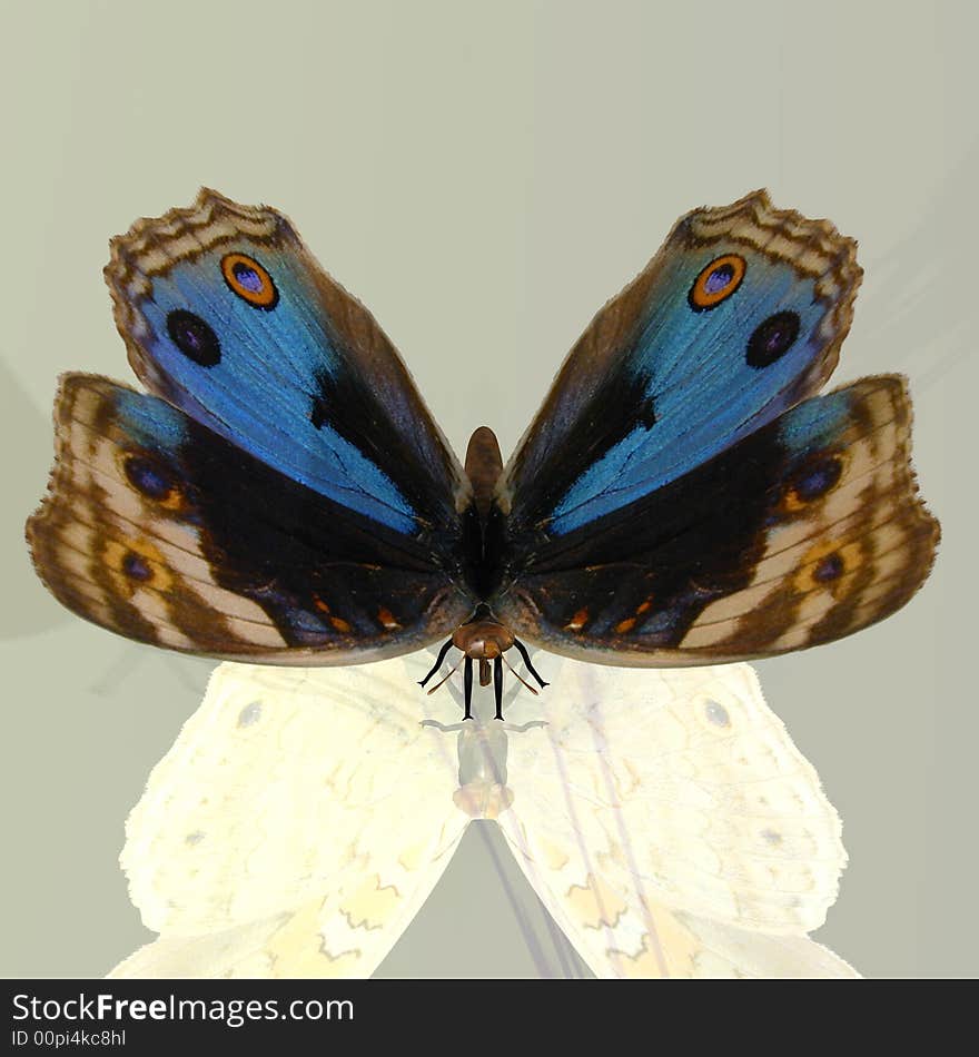 Rendered image of a beautiful butterfly - with Clipping Path. Rendered image of a beautiful butterfly - with Clipping Path