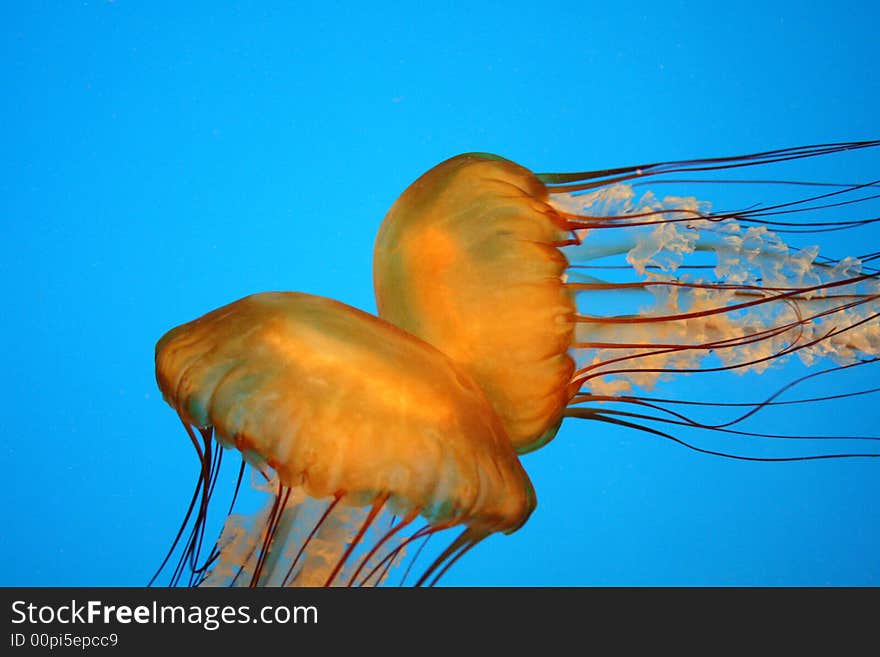 Jellyfish inside aquarium with a electric blue background. Jellyfish inside aquarium with a electric blue background.