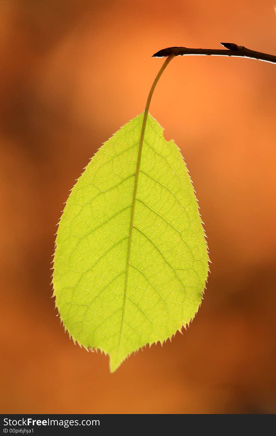 Sunny fall day, back lit leaf. Sunny fall day, back lit leaf