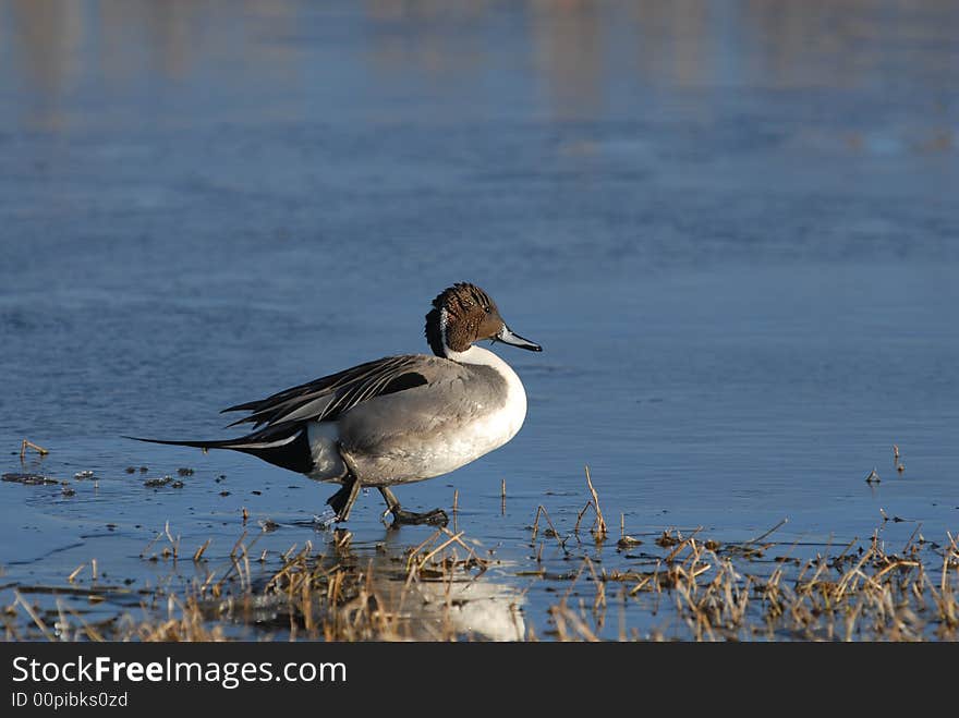 Pintail Duck On Ice