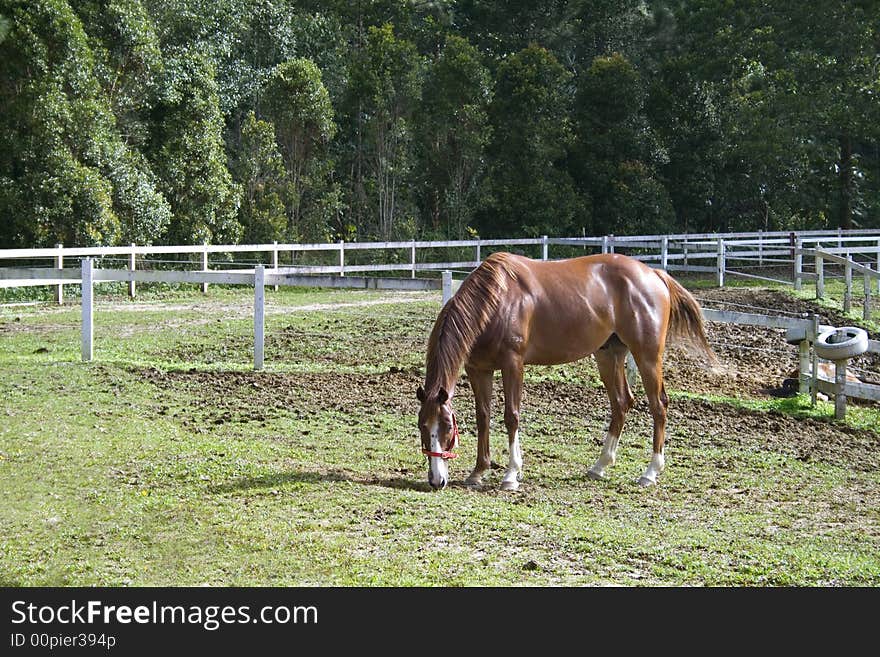 A Hungry Horse Eating The Grass