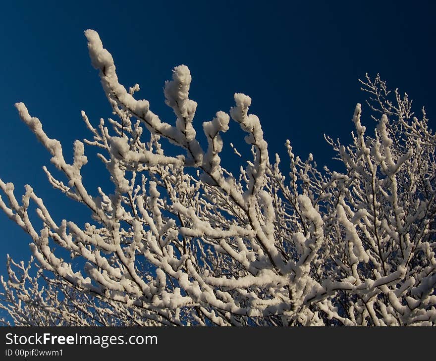 Snow branch