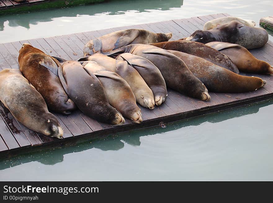 Few seal are sleeping in San Francisco. Few seal are sleeping in San Francisco