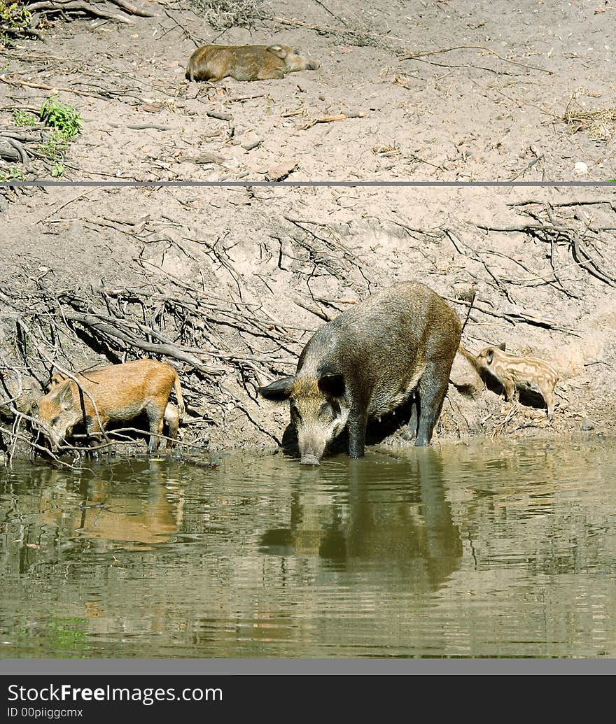 Wild Boar ( Sus scrofa ). Russia, Voronezh area.