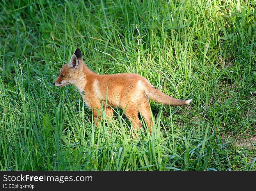 Red Fox ( Vulpes vulpes )