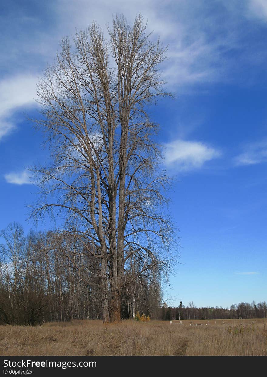 Large, lone cottonwood tree standing in a field. Large, lone cottonwood tree standing in a field.