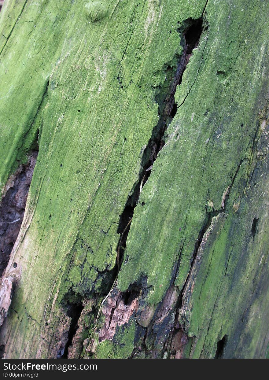 Algae growing on a dead tree trunk. Algae growing on a dead tree trunk.