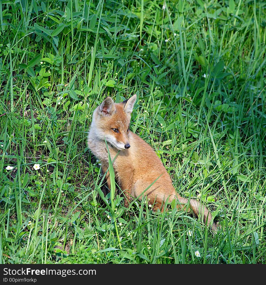 Red Fox ( Vulpes vulpes )