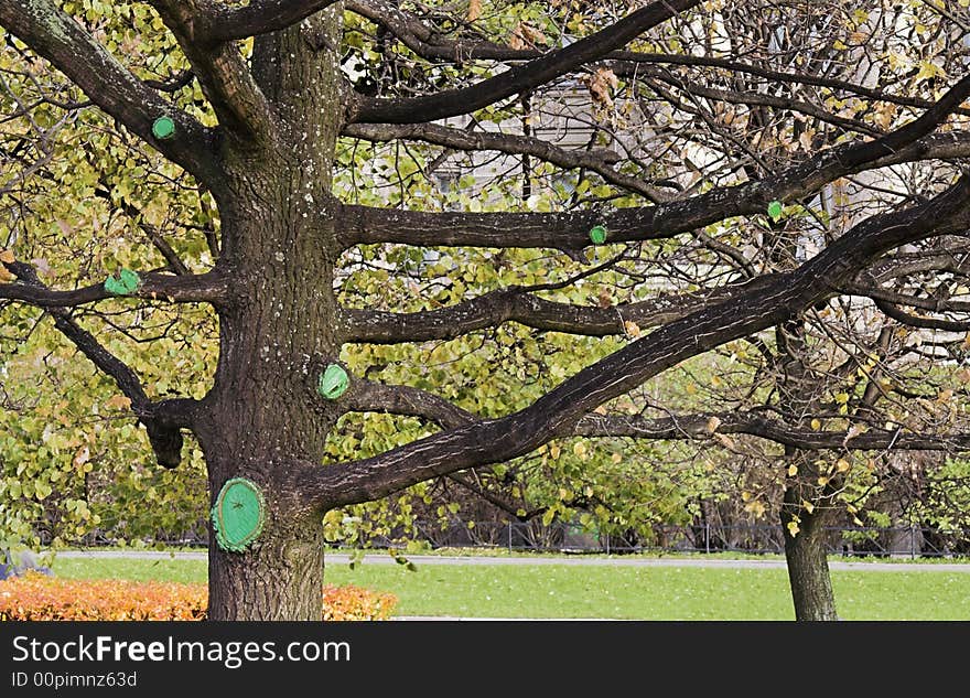 A tree with large branches and bark patches. A tree with large branches and bark patches.