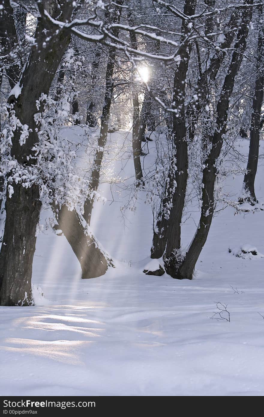 Morning sunbeams in a forest in winter.Shot with Canon 70-200mm f/2.8L IS USM. Morning sunbeams in a forest in winter.Shot with Canon 70-200mm f/2.8L IS USM