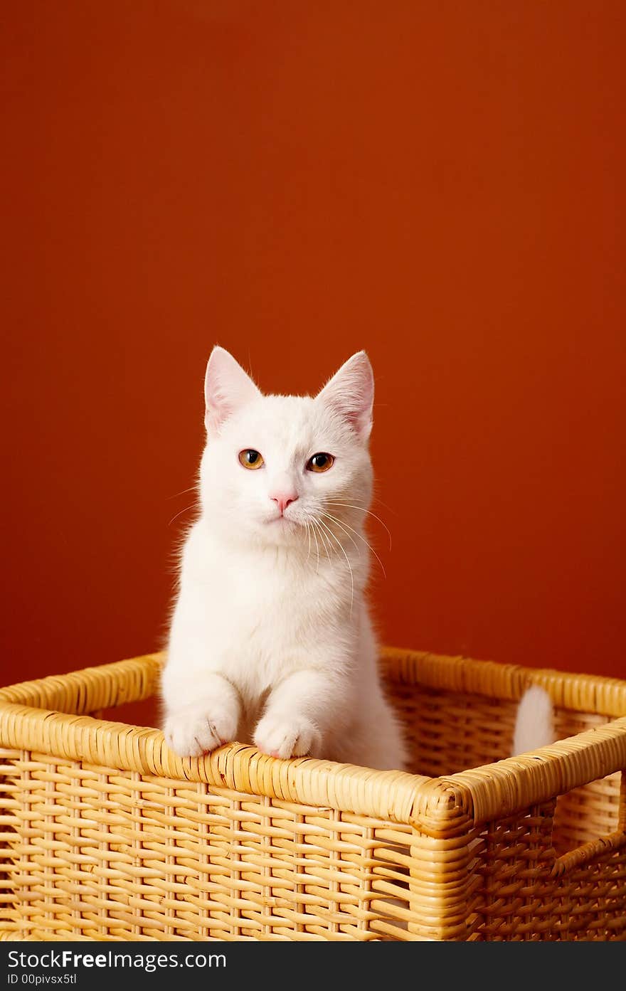 Portrait of white pretty cat. Portrait of white pretty cat