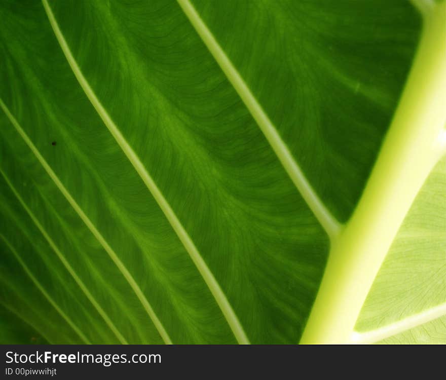 Yam Leaf