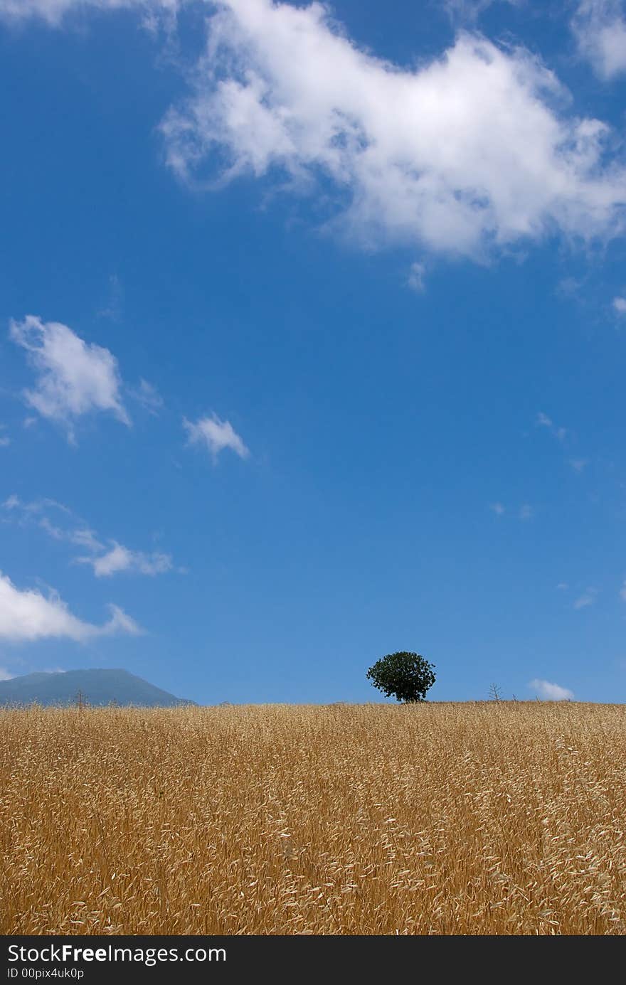 Field of oats ready for harvesting