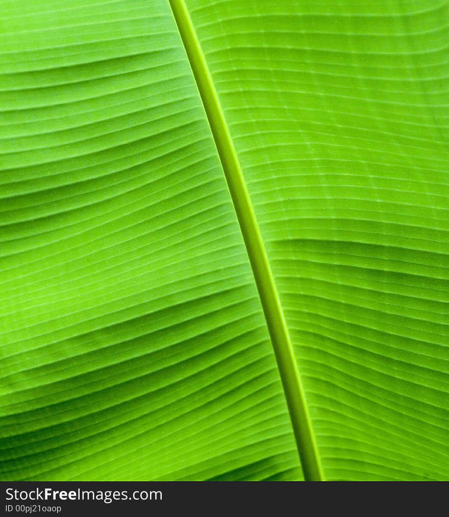 Banana Leaf