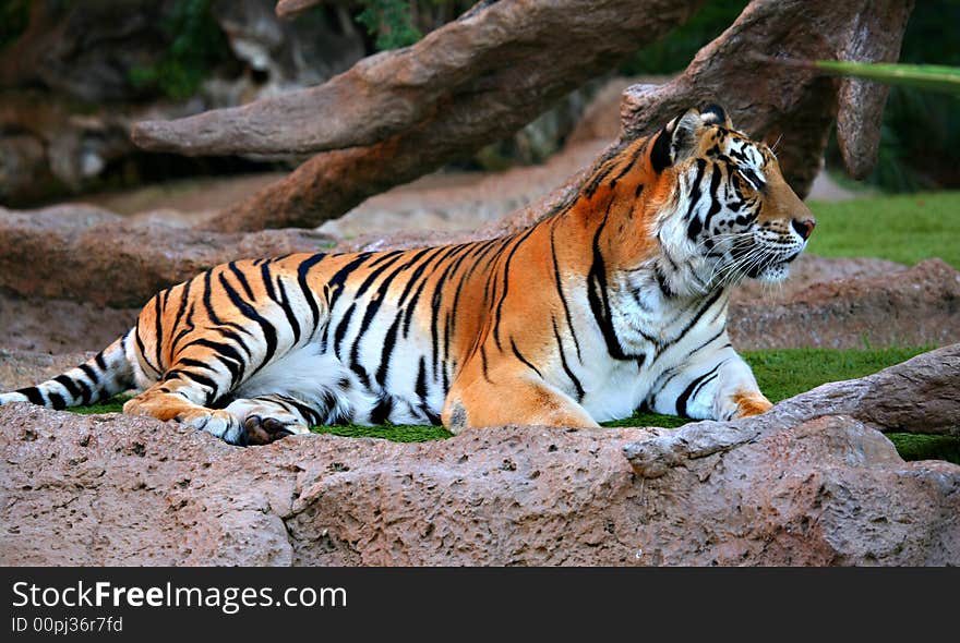 A digital image of a tiger in a zoo in Tenerife.