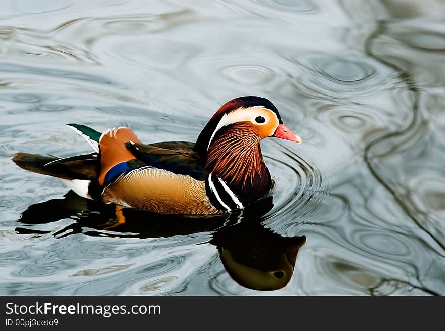 Mandarin duck