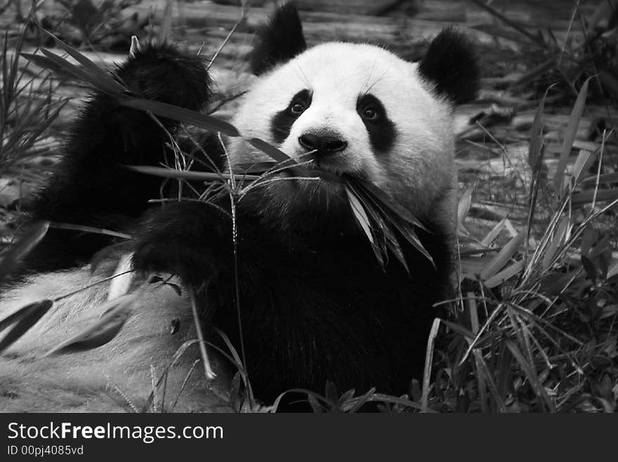 Panda bear eating bamboo in the Panda-center in Chengdu China. Panda bear eating bamboo in the Panda-center in Chengdu China