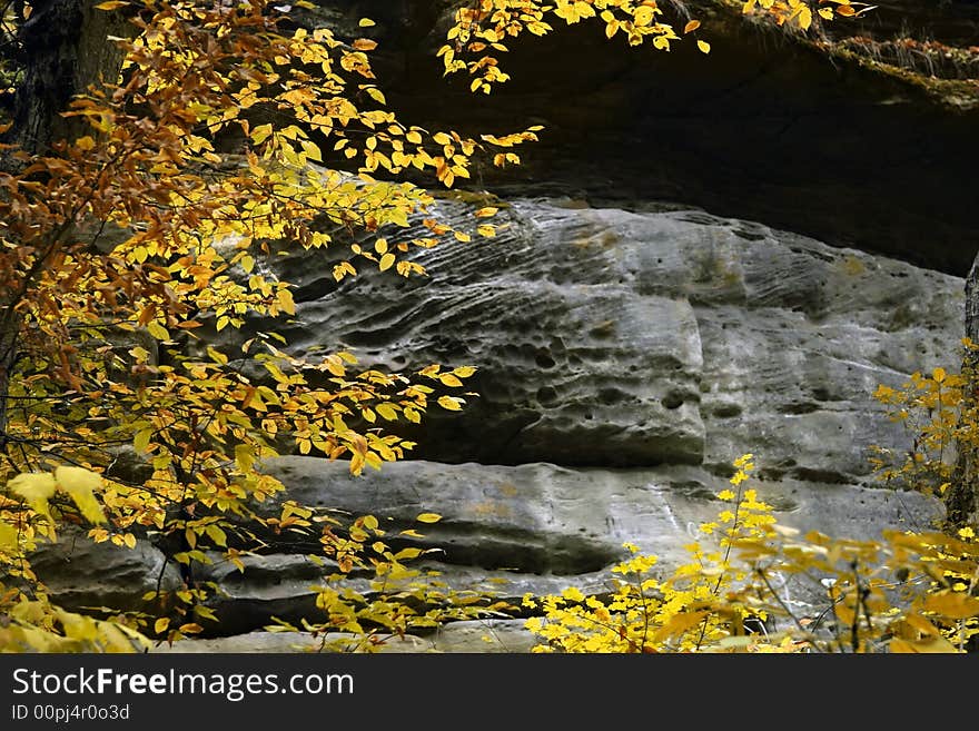 Yellow leaves on a background of a stone rock. Yellow leaves on a background of a stone rock