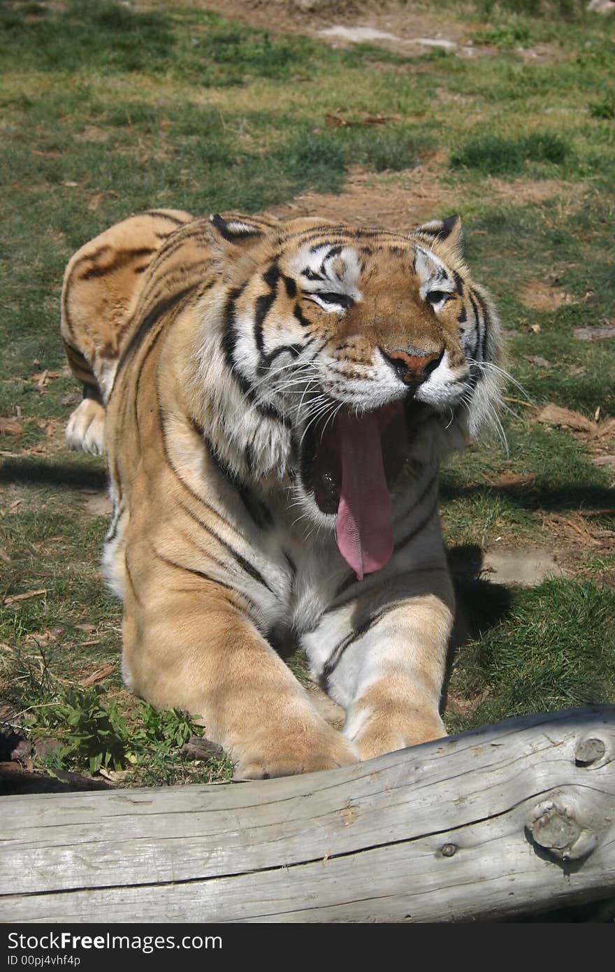 A tiger lying on its stomach yawning. A tiger lying on its stomach yawning