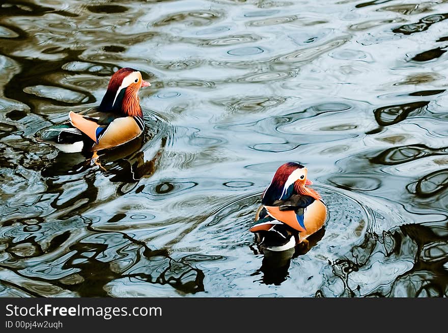 Mandarin duck