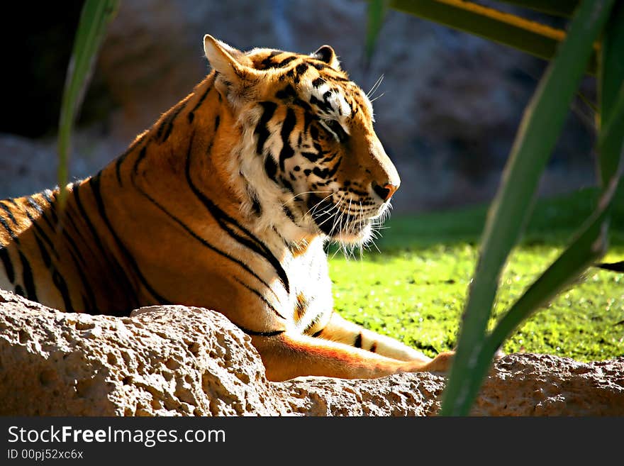 A digital image of a tiger in a zoo in Tenerife. A digital image of a tiger in a zoo in Tenerife.