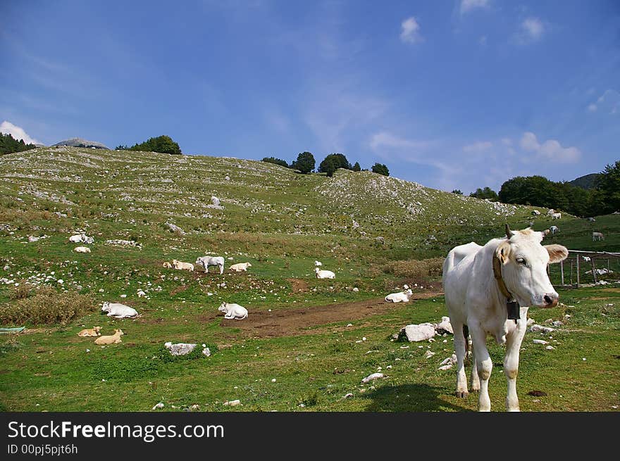 A cow in high pasture on Abruzzo national park. A cow in high pasture on Abruzzo national park