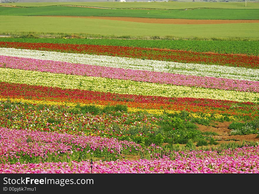 A meadow full of colors. A meadow full of colors