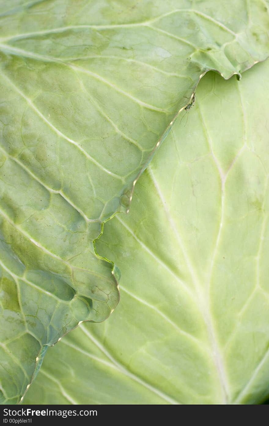 Fresh cabbage leaf with little bug on it. Fresh cabbage leaf with little bug on it