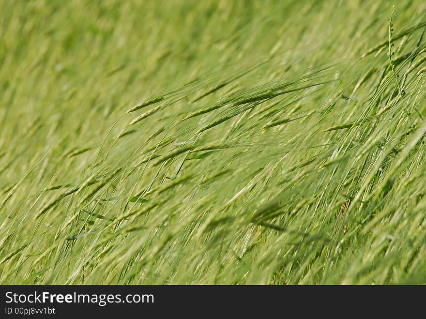 Green Barley