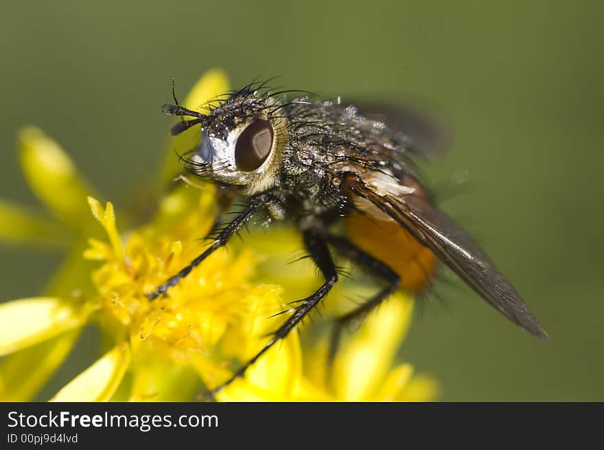 Hairy fly resting on yellow flower at the end of the summer