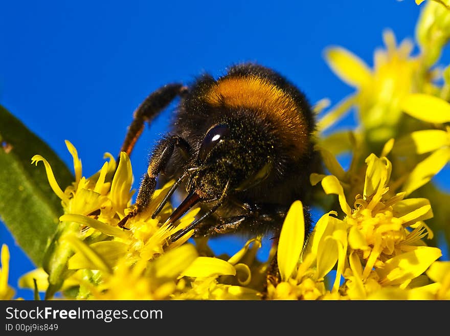 A Bombus lapidarius (bumble-bee) eating nectar from yellow flowers at the end of the summer. A Bombus lapidarius (bumble-bee) eating nectar from yellow flowers at the end of the summer.