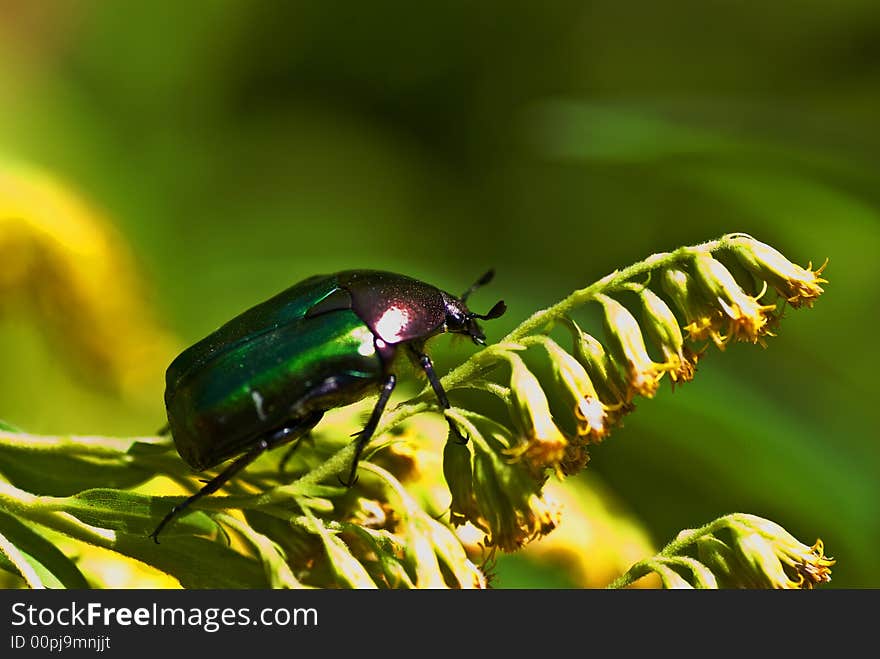 A rainbow, armoured scarab is ready to fly from his flower. A rainbow, armoured scarab is ready to fly from his flower.