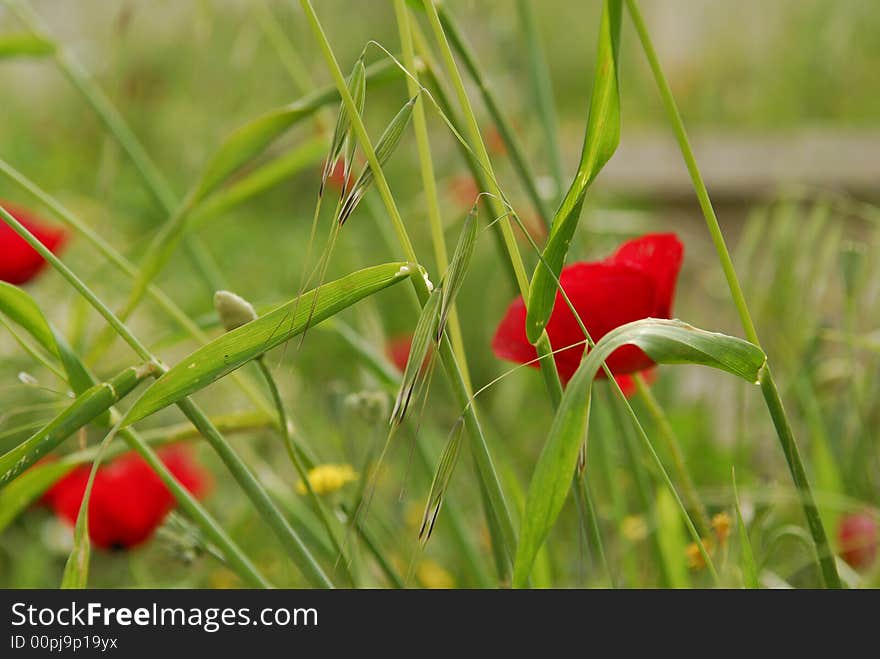 Corn poppy