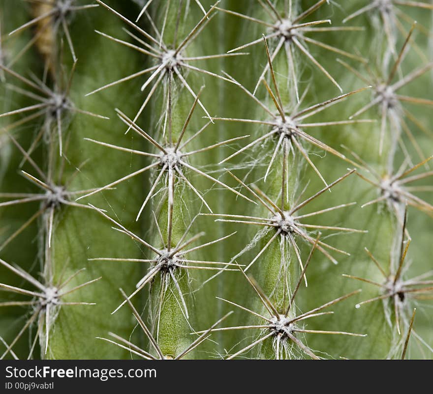 Spines of cactus