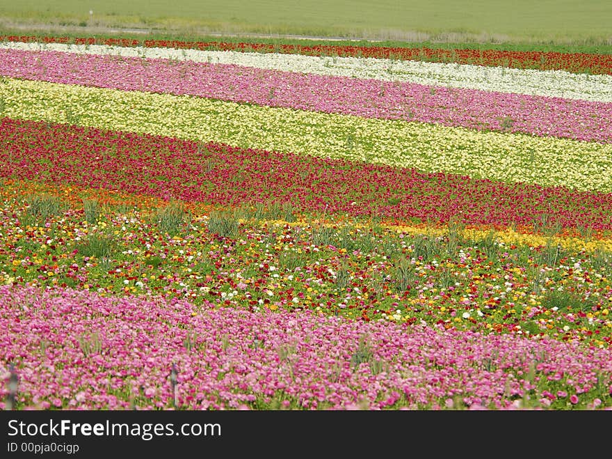 Meadows In Blossom